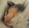 Fine Art • My Cat Little Sister Sleeping Close Up by Greg Dampier All Rights Reserved.