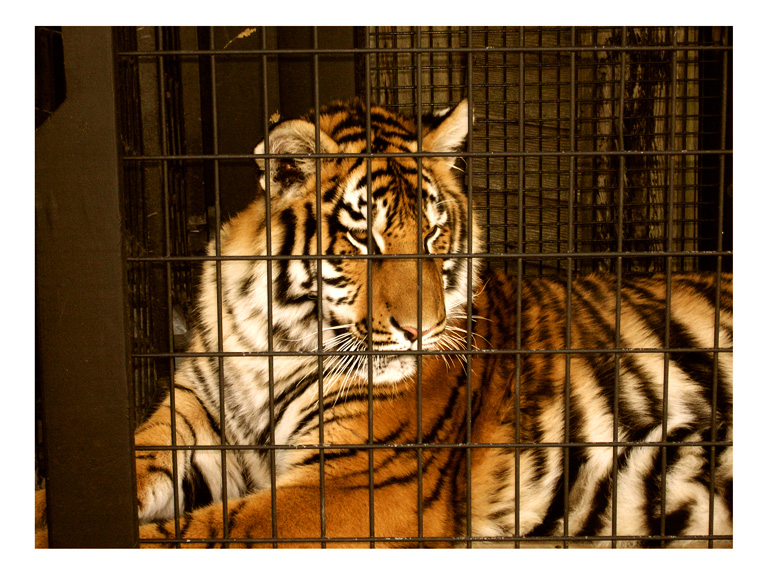 tiger in a cage 2, phot by greg dampier by Greg Dampier - Illustrator & Graphic Artist of Portland, Oregon