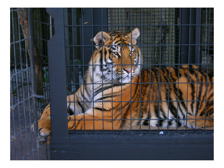 tiger in a cage, photo by greg dampier by Greg Dampier - Illustrator & Graphic Artist of Portland, Oregon
