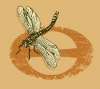 Branding • Eco Dragonfly by Greg Dampier All Rights Reserved.